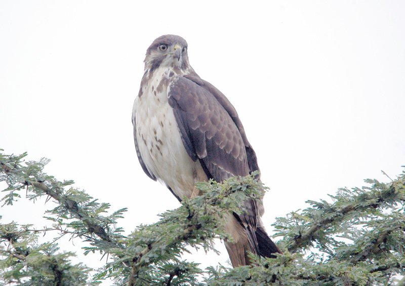 DSC_3804.jpg