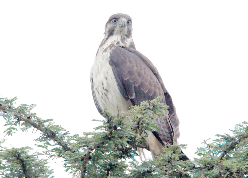 DSC_3810.jpg