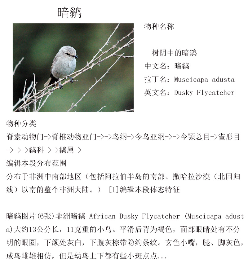 暗鹟 .jpg