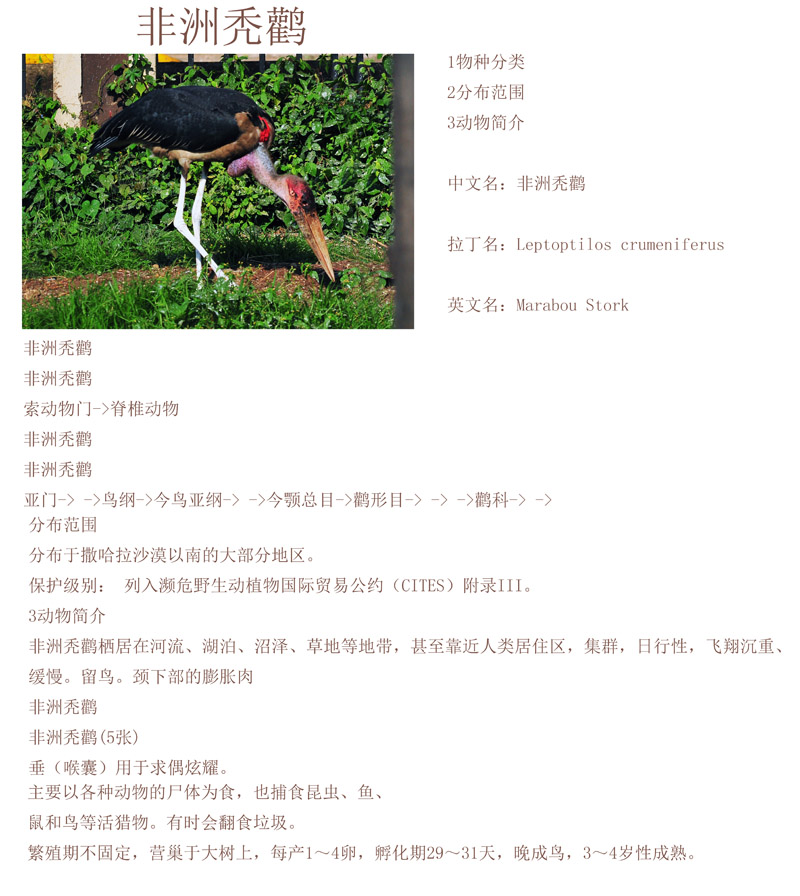 1非洲秃鹳DSC_0296.jpg
