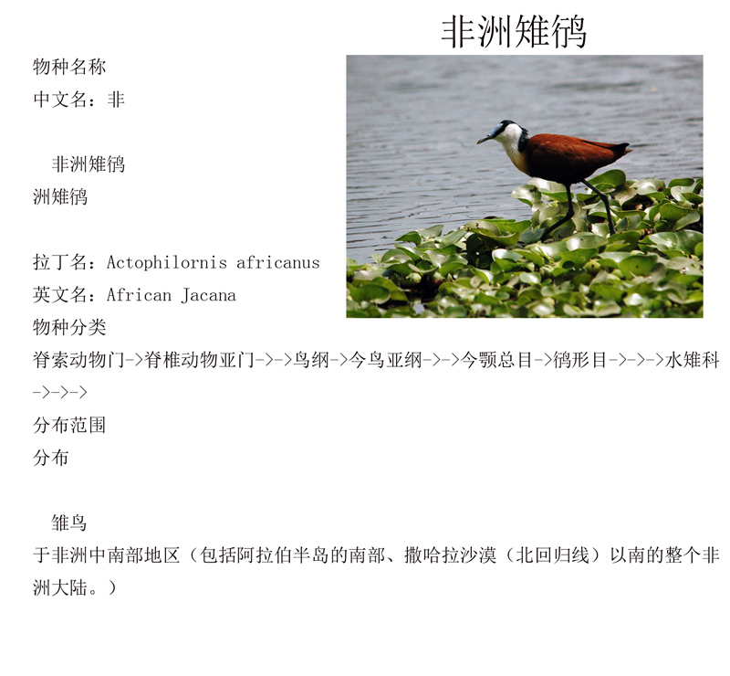 1非洲雉鸻 学名：Actophilornis africana.jpg