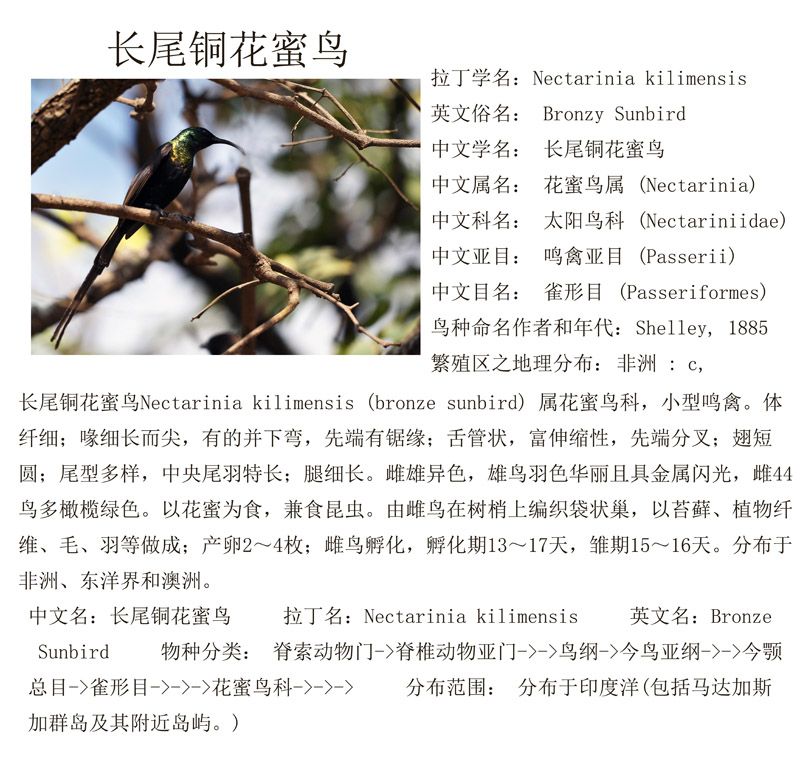 長尾铜花蜜鸟.jpg