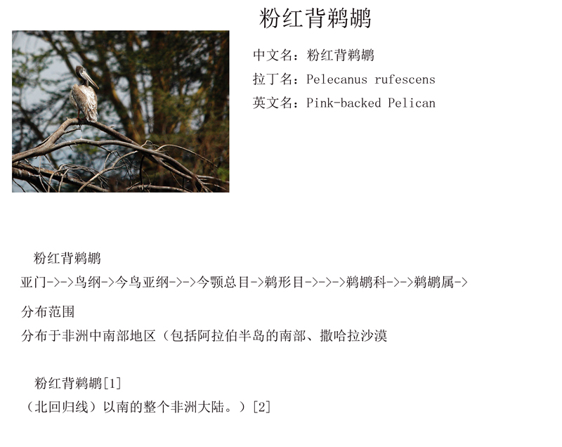 1红背鹈鹕(幼鸟).jpg