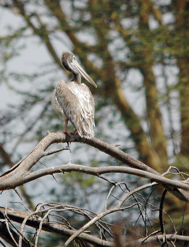 DSC_6245.jpg