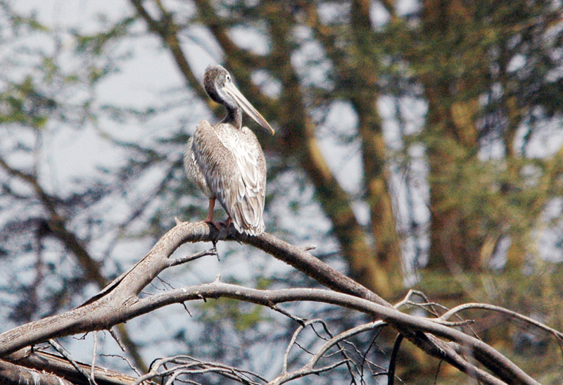 DSC_6246.jpg