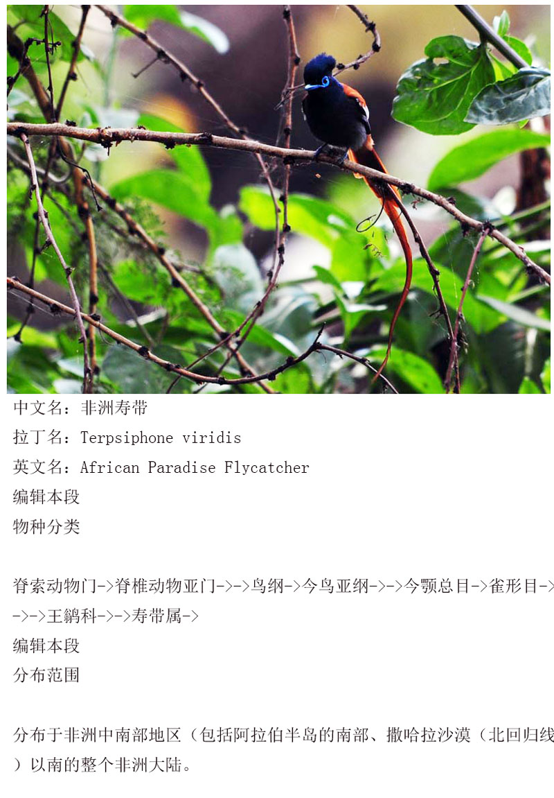 非洲寿带 雄.jpg