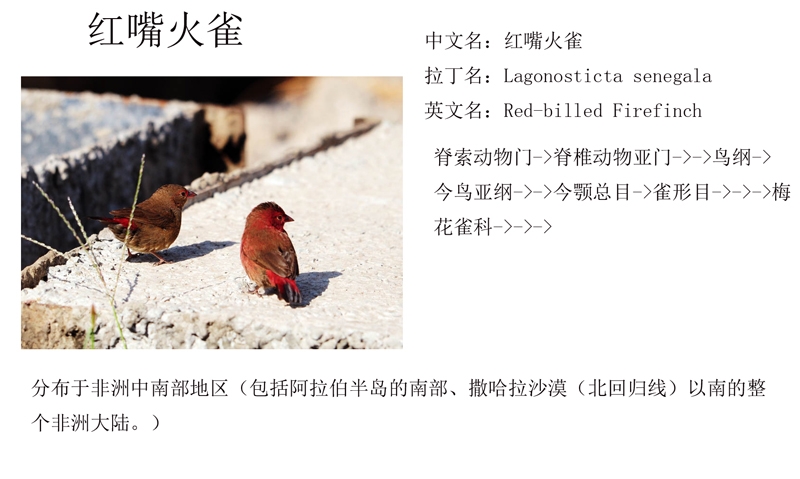 红嘴火雀（Lagonosticta senegala）.jpg