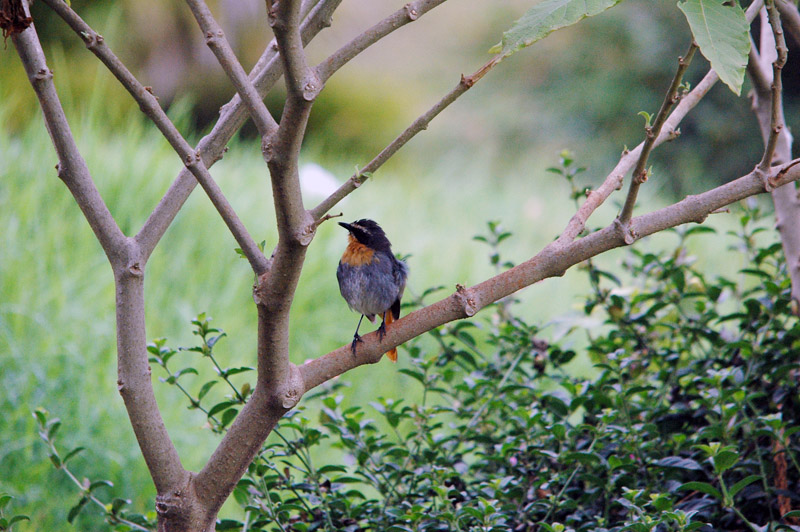 DSC_3775.jpg