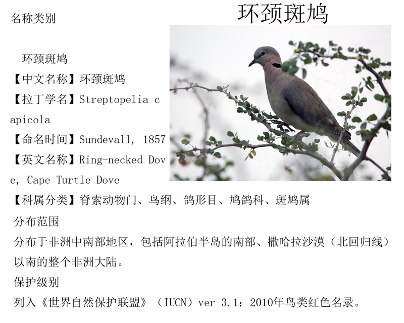 环颈斑鸠.jpg