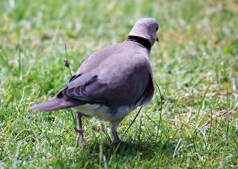 DSC_6328.jpg