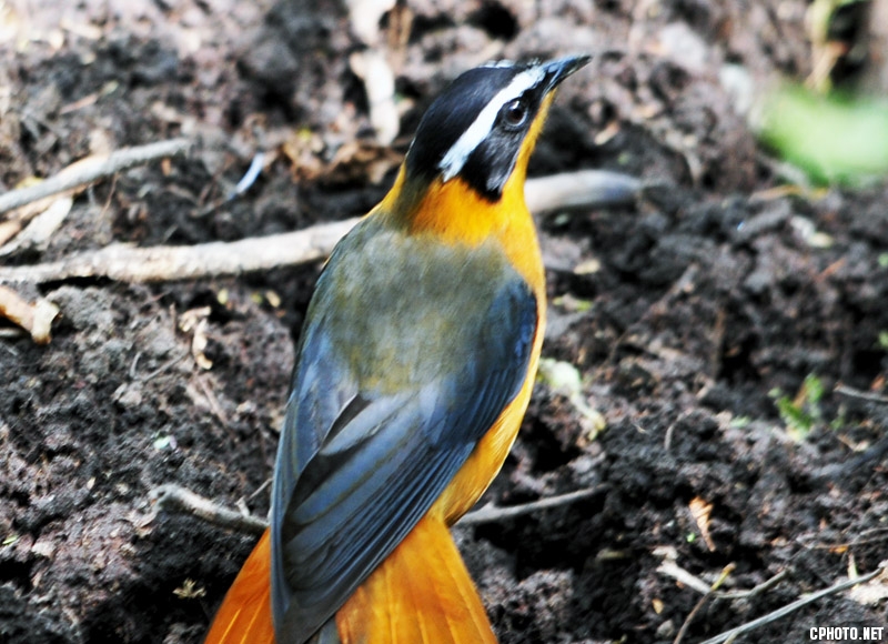 DSC_0789.jpg