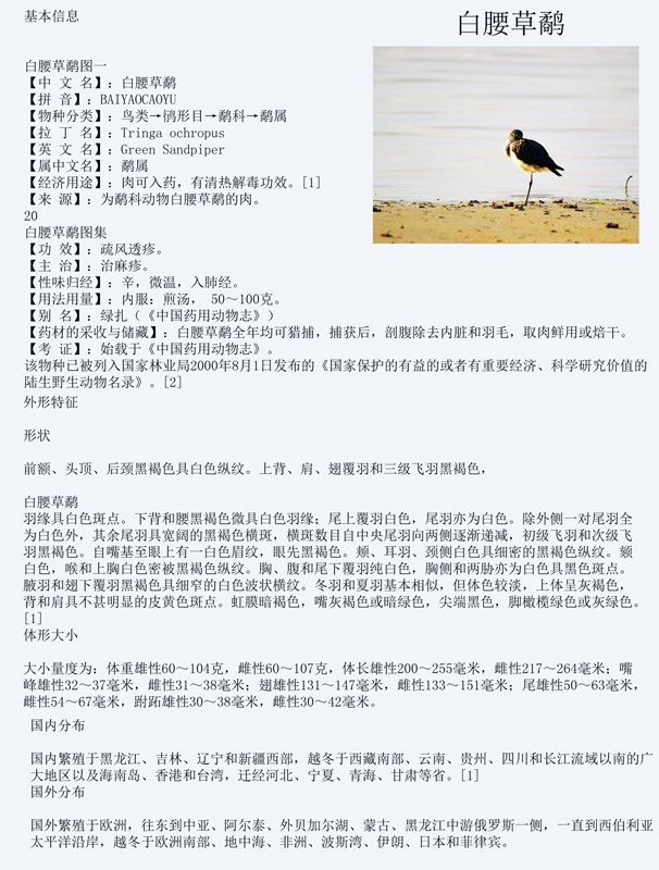 白腰草鹬.jpg