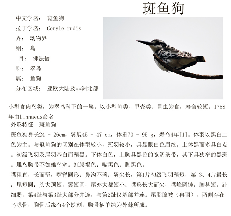 斑魚狗.jpg