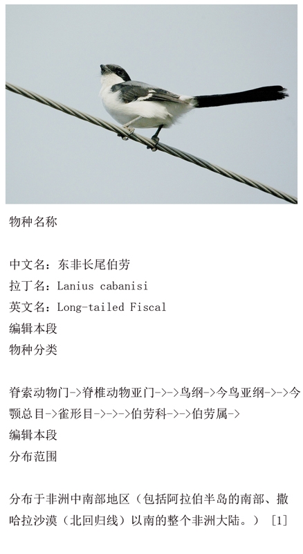 东非长尾伯劳（Lanius cabanisi.jpg