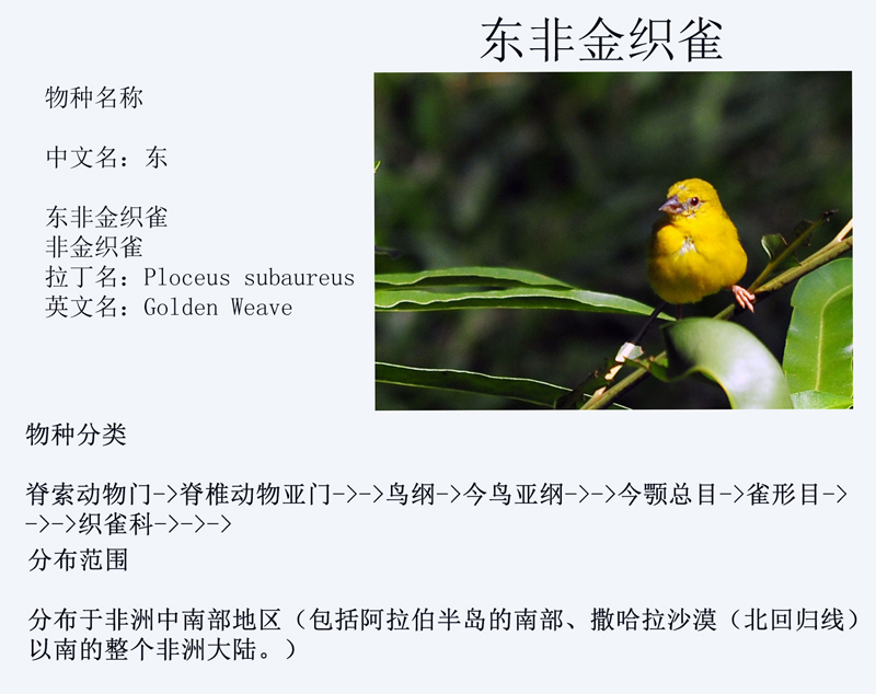 东非金织雀.jpg