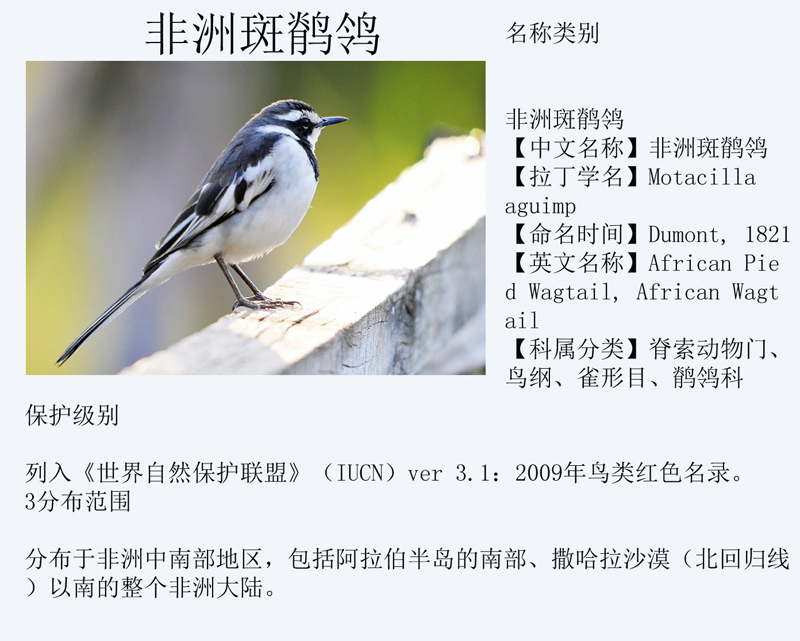 非洲斑鹡鸰.jpg