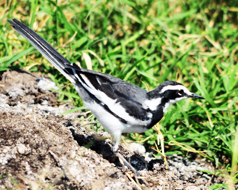 DSC_0054.jpg
