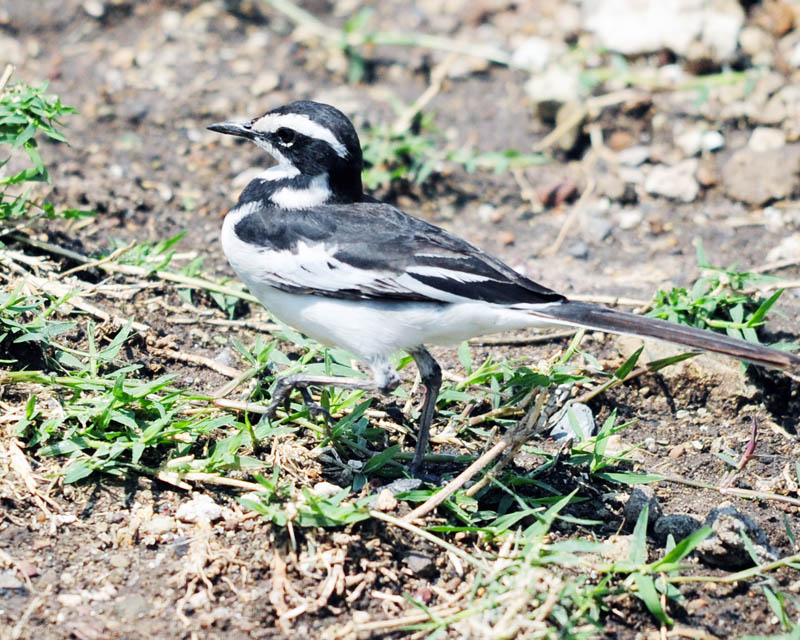 DSC_6285.jpg