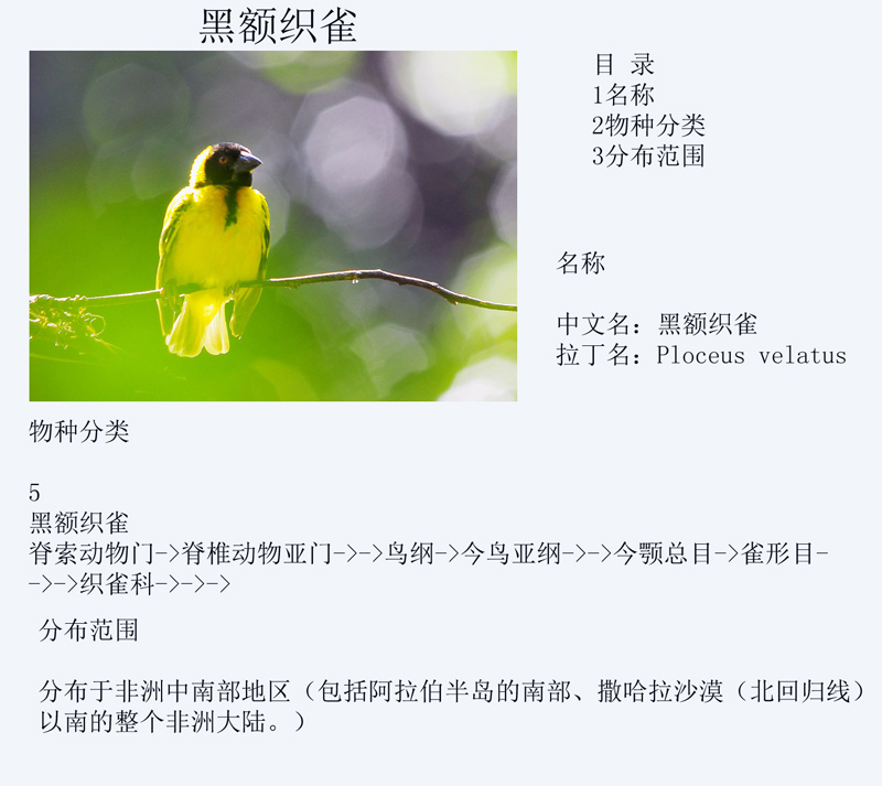 黑额织雀.jpg