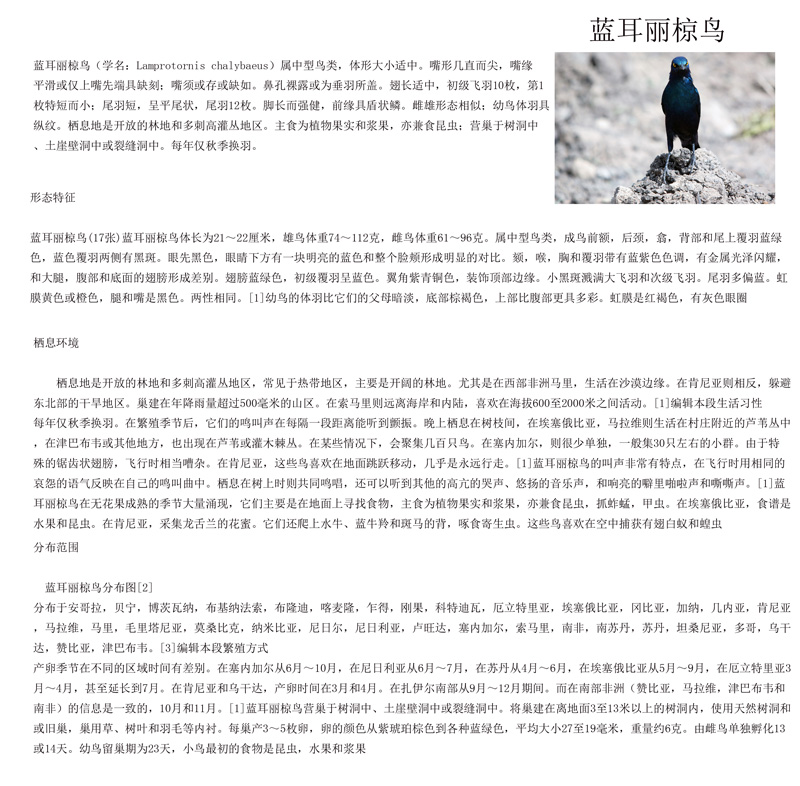 蓝耳丽椋鸟.jpg