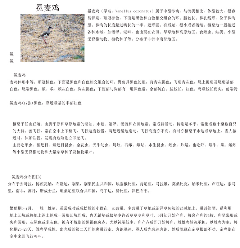 冕麦鸡 Crowned Lapwing.jpg