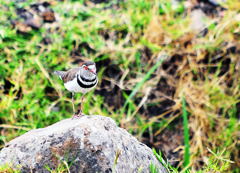 DSC_2168.jpg