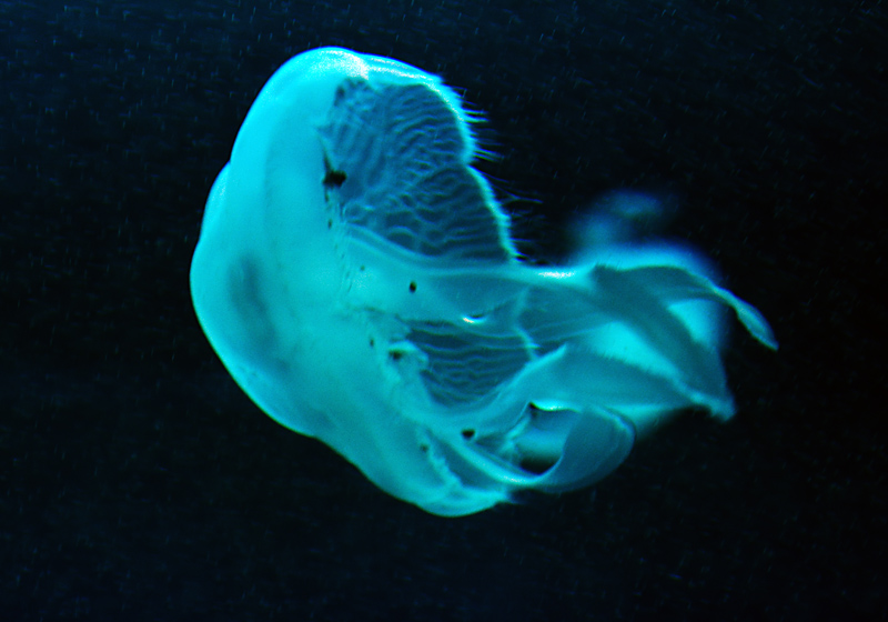 DSC_2338.jpg