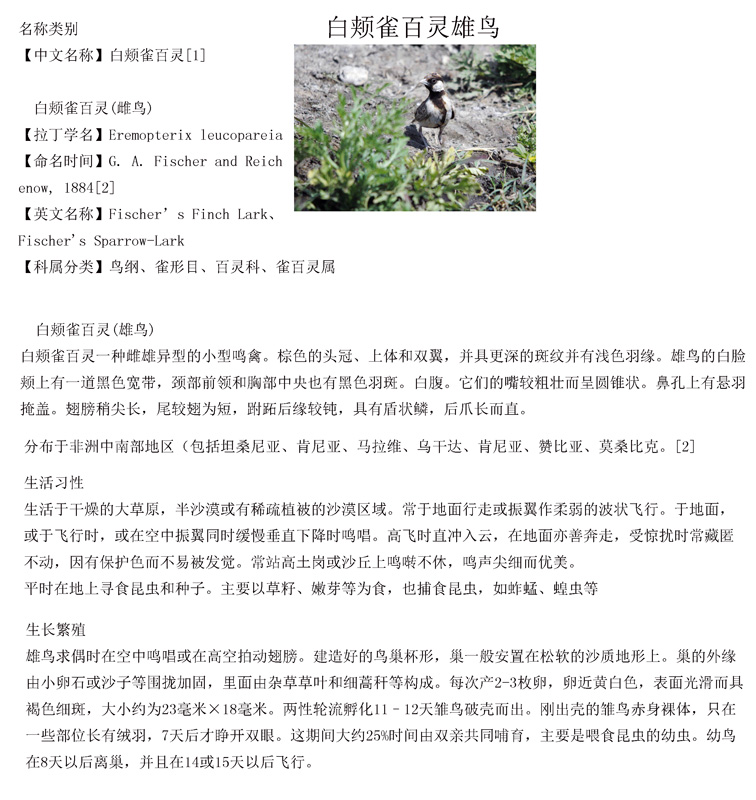 白颊雀百灵雄鸟.jpg