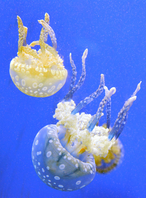 DSC_2350.jpg