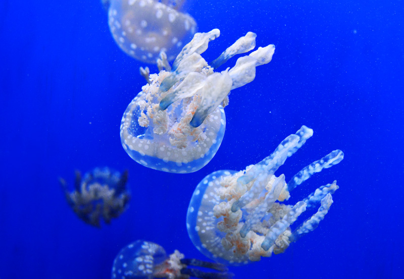 DSC_2354.jpg