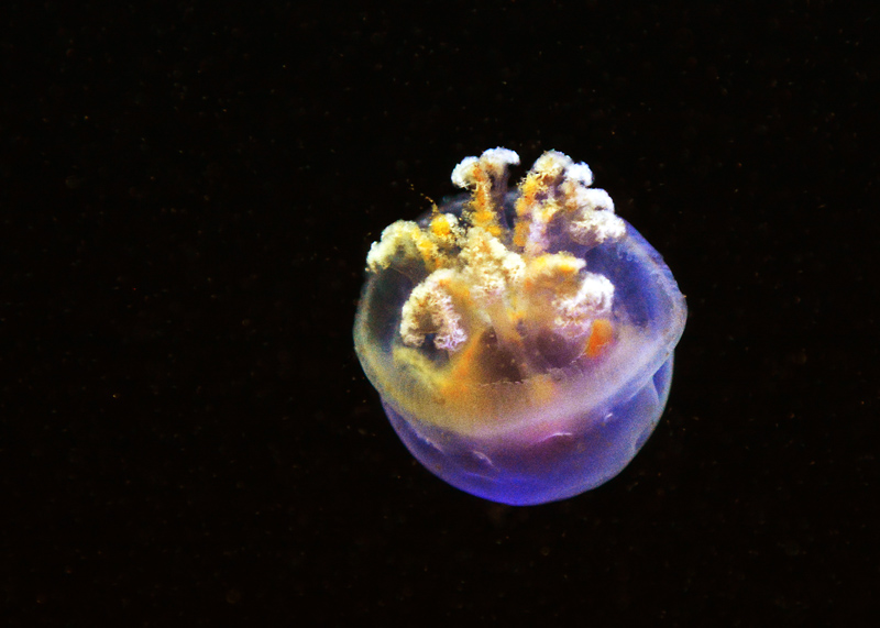 DSC_2402.jpg