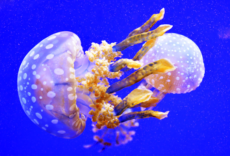 DSC_2423.jpg
