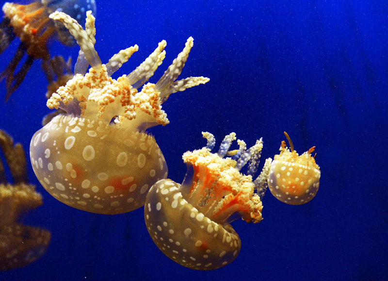 DSC_2424.jpg