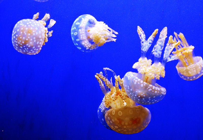 DSC_2432.jpg