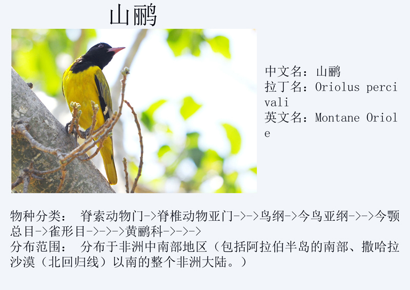 山鹂.jpg