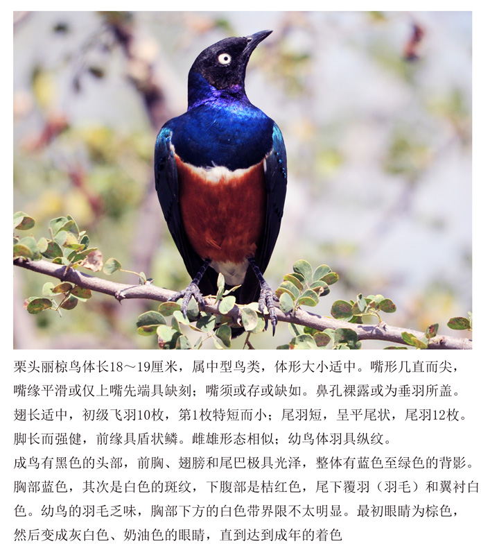 粟头丽椋鸟.jpg