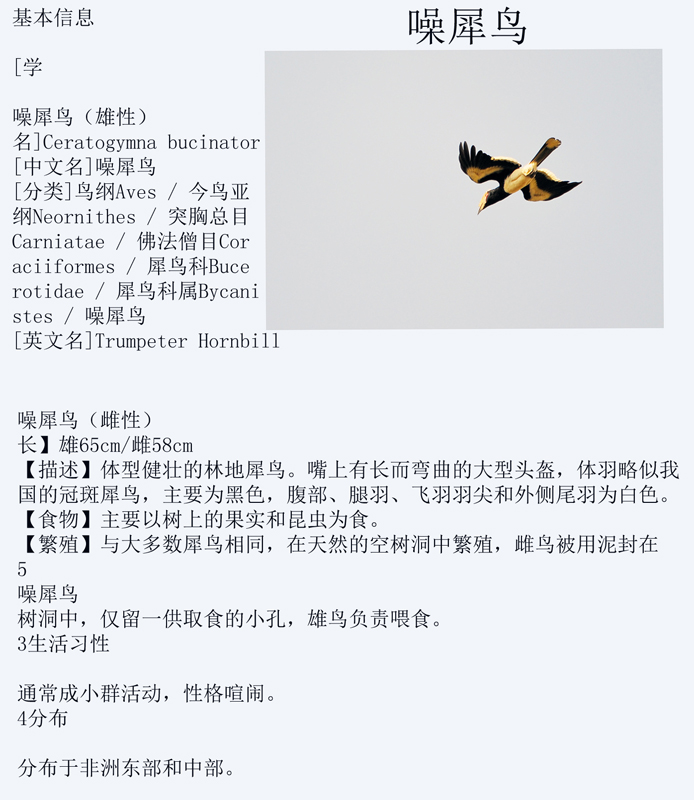 噪犀鸟.jpg