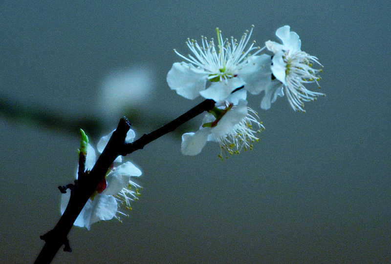 DSC_3807.jpg