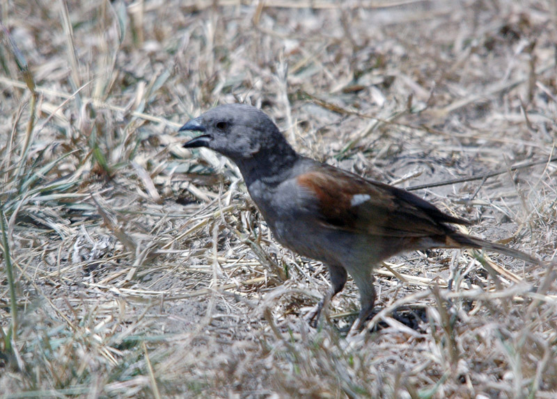 DSC_4563.jpg
