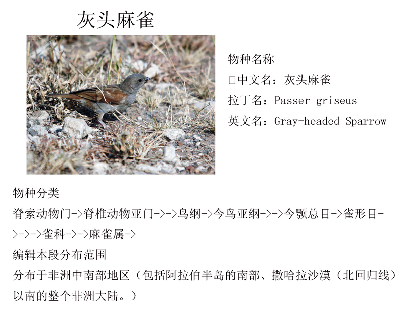 灰头麻雀 .jpg