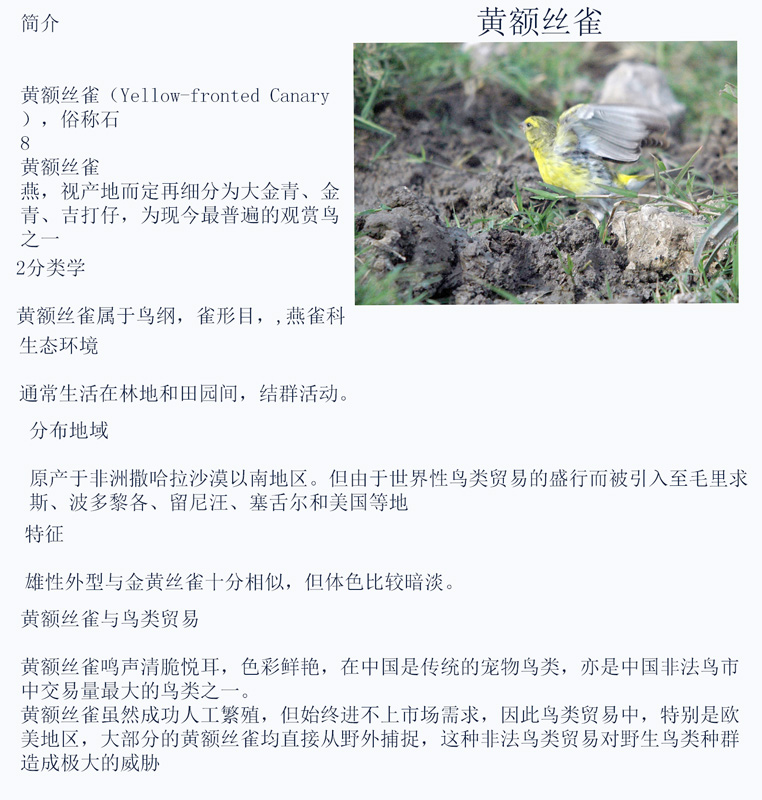 1黄额丝雀.jpg