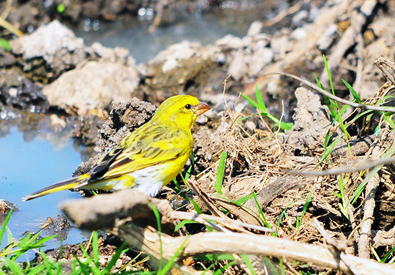 DSC_3745.jpg