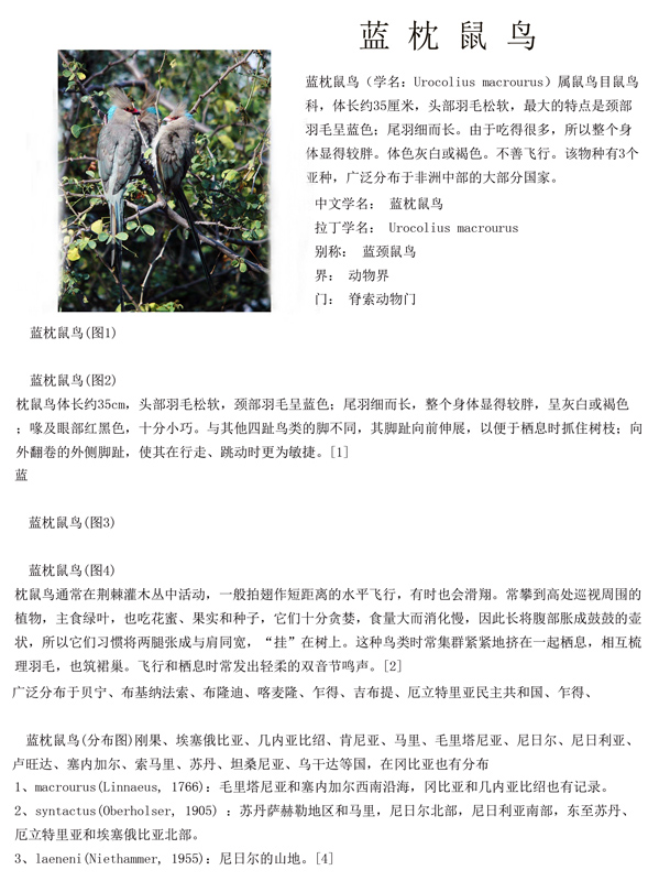 1蓝枕鼠鸟.jpg
