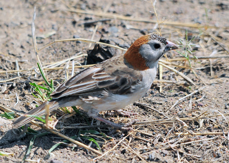 DSC_4023.jpg