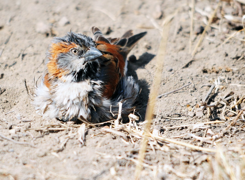 DSC_4914.jpg