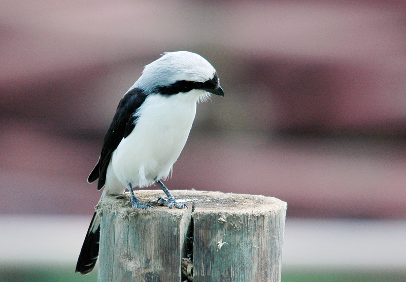 DSC_6303.jpg