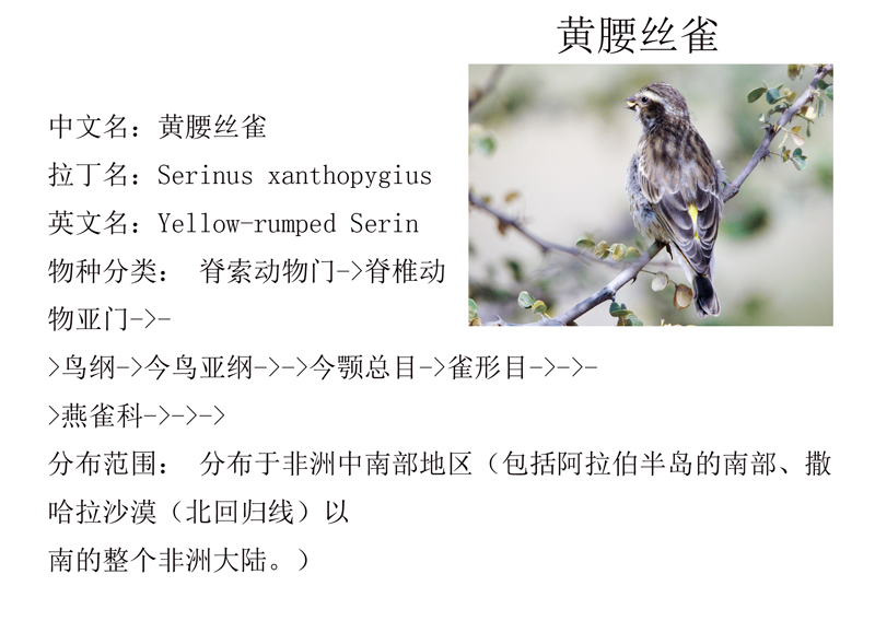 1黄腰丝雀.jpg
