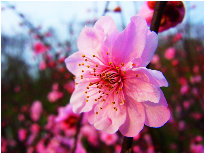 花……