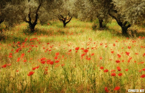 PSA SILVER MEDAL - BEST LANDSCAPE-POPPIES AND OLIVES-Robert STYRING-United Kingdom.jpg