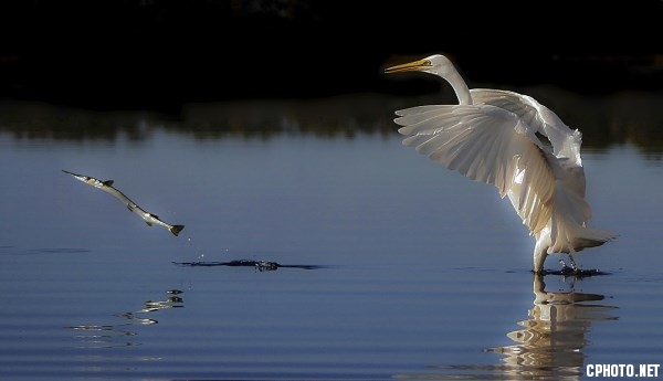 FIAP BRONZE MEDAL - BEST NATURE-CHASING FISH-Arthur ROY-Australia.jpg